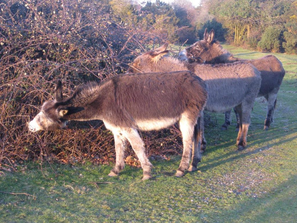 Whitemoor House B&B Lyndhurst Bagian luar foto