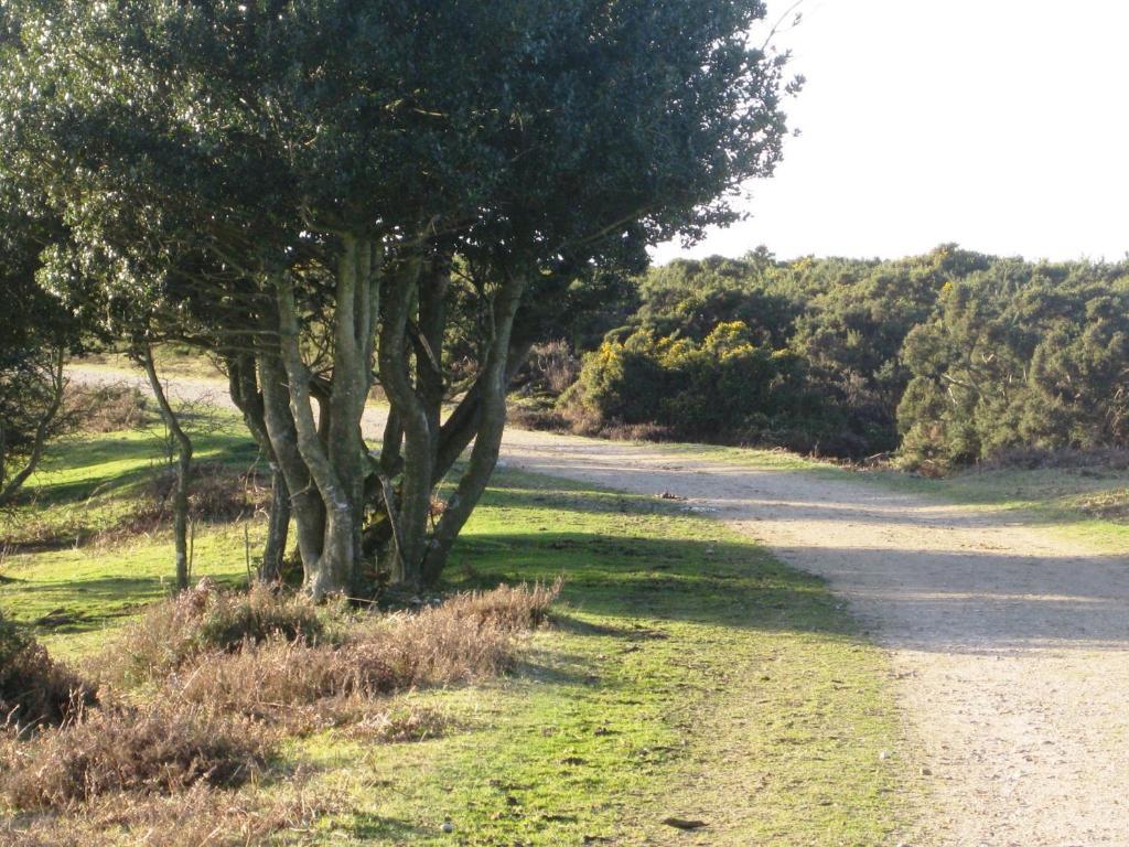 Whitemoor House B&B Lyndhurst Bagian luar foto