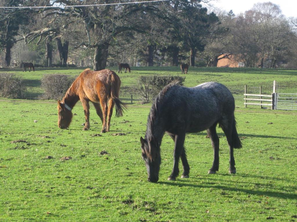 Whitemoor House B&B Lyndhurst Bagian luar foto