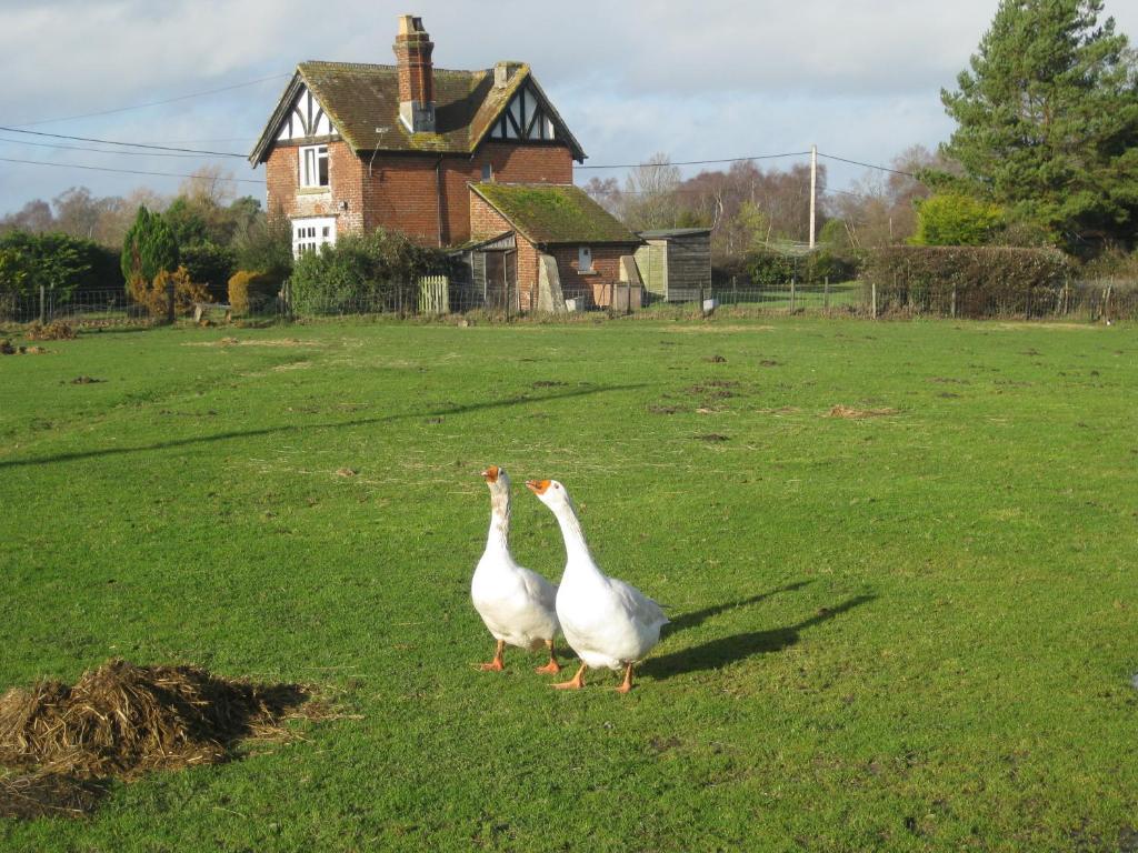 Whitemoor House B&B Lyndhurst Bagian luar foto